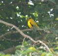 /album/photogallery/african-golden-oriole-at-brufoot-jpg/